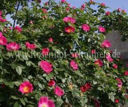 Růže šípková 'Kiese' - Rosa canina 'Kiese'