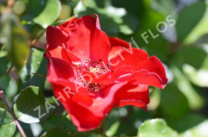 Růže mnohokvětá Meilland 'La Sevillana' - Rosa MK 'La Sevillana'