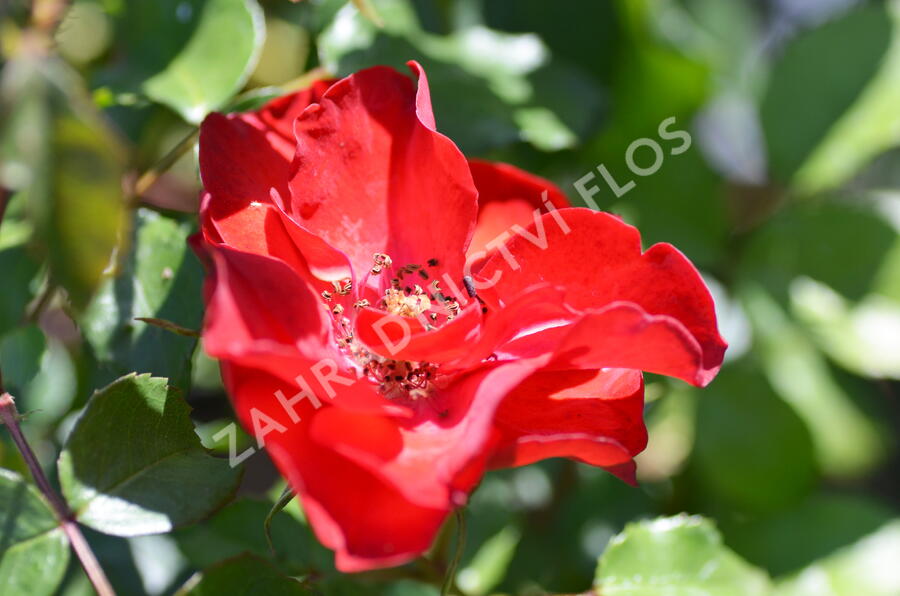 Růže mnohokvětá Meilland 'La Sevillana' - Rosa MK 'La Sevillana'