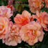 ruze-mnohokveta-aprikola.jpg