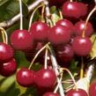 Višeň velmi pozdní - kyselka 'Fanal' - Prunus cerasus 'Fanal'