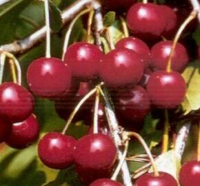 Višeň velmi pozdní - kyselka 'Fanal' - Prunus cerasus 'Fanal'