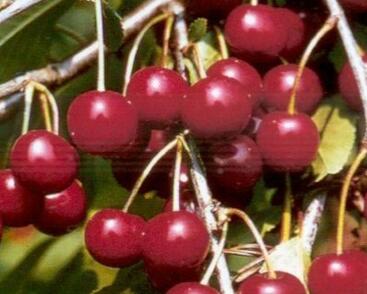 Višeň velmi pozdní kyselka 'Fanal'