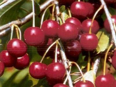 Višeň velmi pozdní kyselka 'Fanal' - Prunus cerasus 'Fanal'