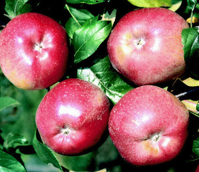 Jabloň zimní 'Melrose' - Malus domestica 'Melrose'