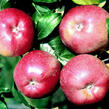 Jabloň zimní 'Melrose' - Malus domestica 'Melrose'