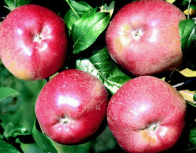 Jabloň zimní 'Melrose' - Malus domestica 'Melrose'