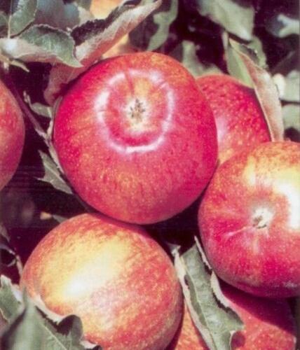 Jabloň zimní 'Jonagored' - Malus domestica 'Jonagored'