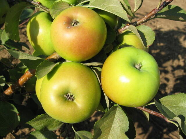 Jabloň zimní 'Goldstar' - Malus domestica 'Goldstar'