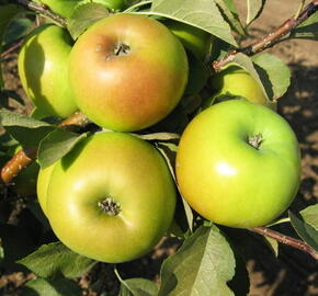 Jabloň zimní 'Goldstar' - Malus domestica 'Goldstar'