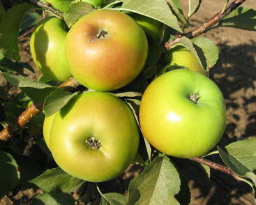 Jabloň zimní 'Goldstar'