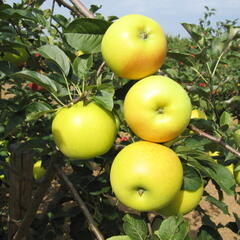 Jabloň zimní 'Gold Bohemia' - Malus domestica 'Gold Bohemia'