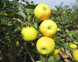 Jabloň zimní 'Bohemia Gold'