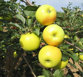Jabloň zimní 'Bohemia Gold' - Malus domestica 'Bohemia Gold'