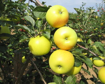 Jabloň zimní 'Bohemia Gold'