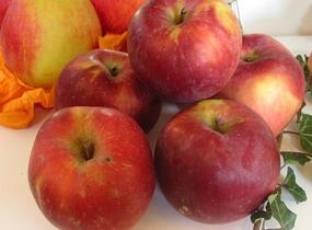 Jabloň zimní 'Spartan' - Malus domestica 'Spartan'
