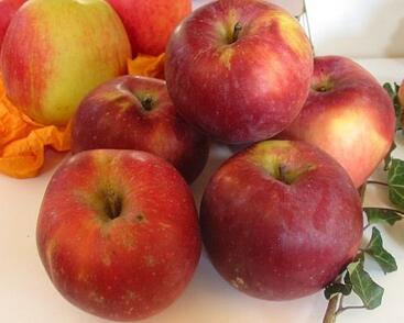 Jabloň zimní 'Spartan'