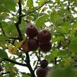 Jabloň zimní 'Spartan' - Malus domestica 'Spartan'