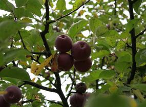 Jabloň zimní 'Spartan' - Malus domestica 'Spartan'