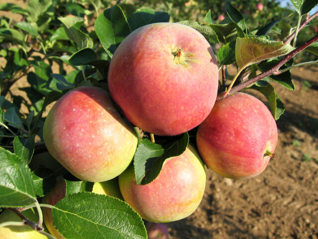 Jabloň letní 'James Grieve Red' - Malus domestica 'James Grieve Red'