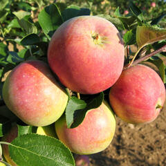 Jabloň letní 'James Grieve Red' - Malus domestica 'James Grieve Red'