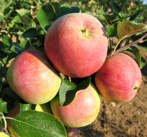 Jabloň letní 'James Grieve Red' - Malus domestica 'James Grieve Red'