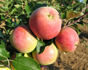 Jabloň letní 'James Grieve Red'