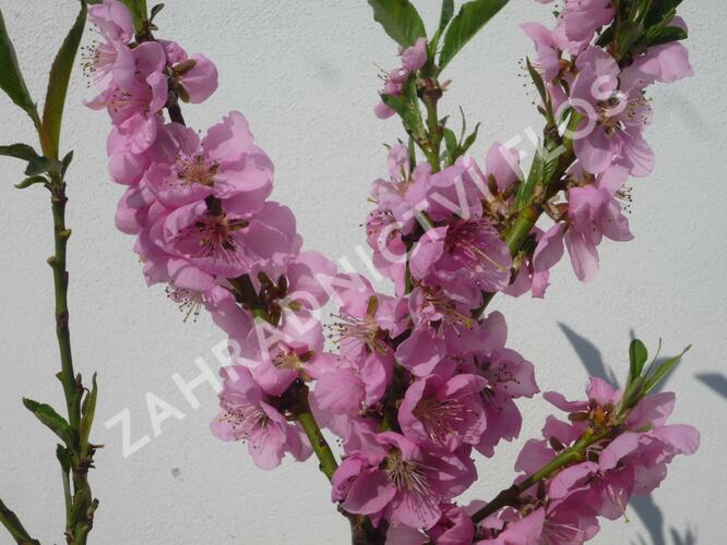 Nektarinka zakrslá 'Balkonella' - Prunus persica 'Balkonella'