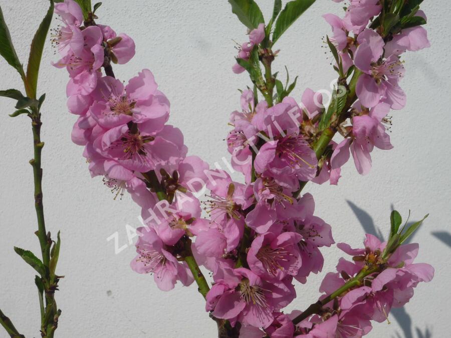 Nektarinka zakrslá 'Balkonella' - Prunus persica 'Balkonella'