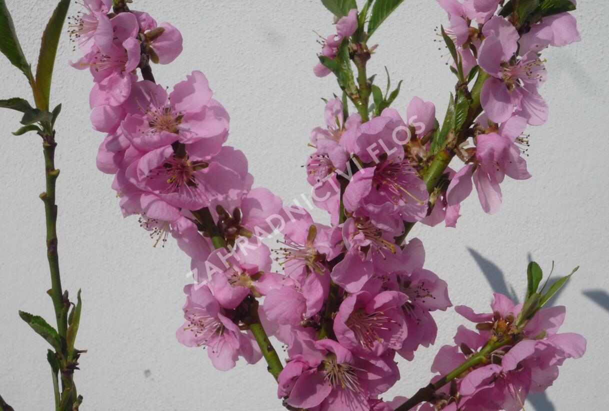 Nektarinka zakrslá 'Balkonella' - Prunus persica 'Balkonella'