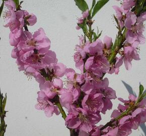 Nektarinka zakrslá 'Balkonella' - Prunus persica 'Balkonella'