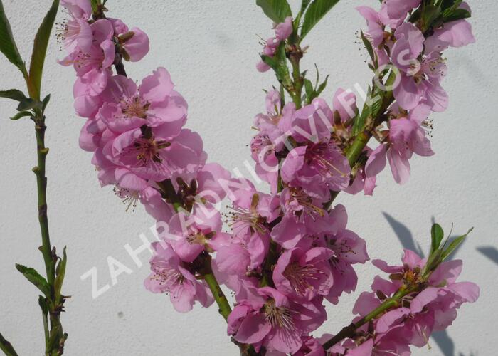 Nektarinka zakrslá 'Balkonella' - Prunus persica 'Balkonella'