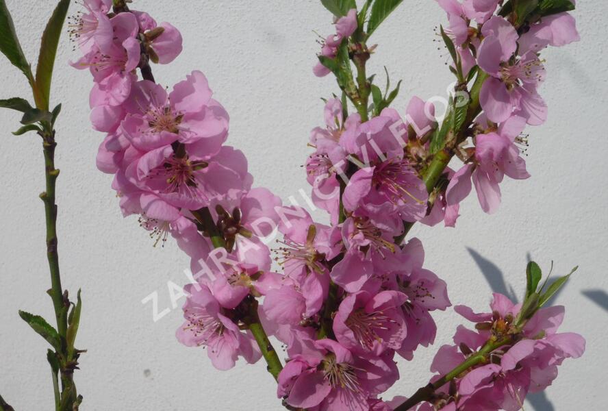 Nektarinka zakrslá 'Balkonella' - Prunus persica 'Balkonella'