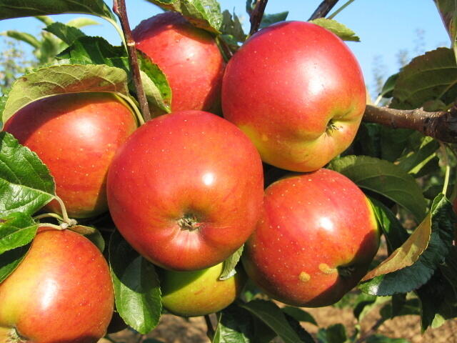 Jabloň zimní 'Meteor' - Malus domestica 'Meteor'