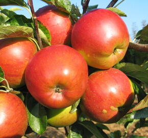 Jabloň zimní 'Meteor' - Malus domestica 'Meteor'
