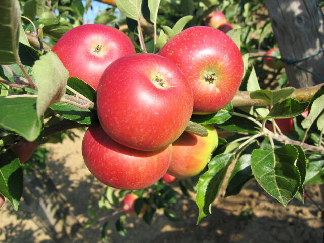 Jabloň letní 'Discovery' - Malus domestica 'Discovery'