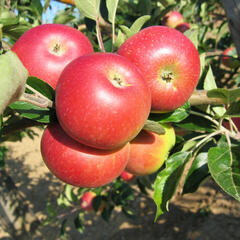 Jabloň letní 'Discovery' - Malus domestica 'Discovery'