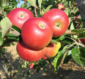 Jabloň letní 'Discovery' - Malus domestica 'Discovery'