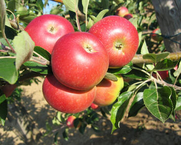 Jabloň letní 'Discovery'