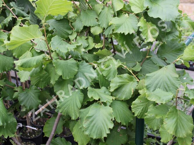 Líska obecná 'Lombardská zelená' - Corylus avellana 'Lombardská zelená'