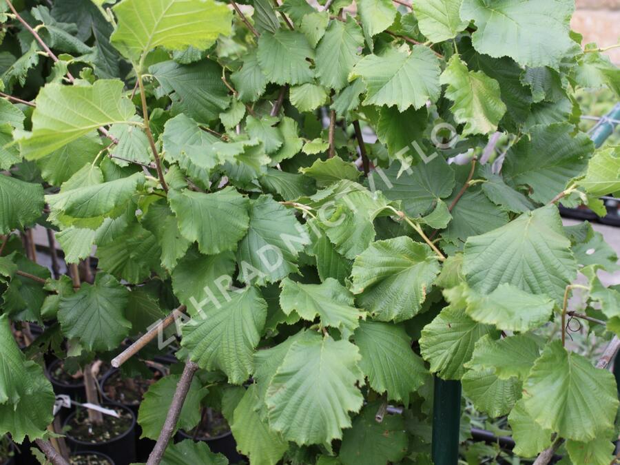 Líska obecná 'Lombardská zelená' - Corylus avellana 'Lombardská zelená'