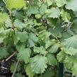 Líska obecná 'Lombardská zelená' - Corylus avellana 'Lombardská zelená'