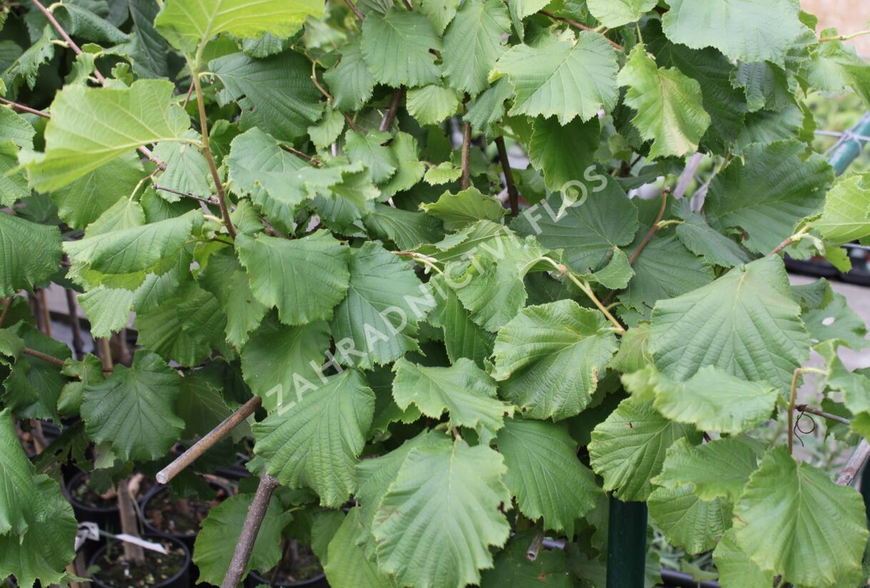 Líska obecná 'Lombardská zelená' - Corylus avellana 'Lombardská zelená'