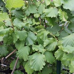 Líska obecná 'Lombardská zelená' - Corylus avellana 'Lombardská zelená'