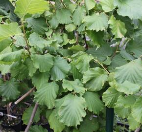 Líska obecná 'Lombardská zelená' - Corylus avellana 'Lombardská zelená'