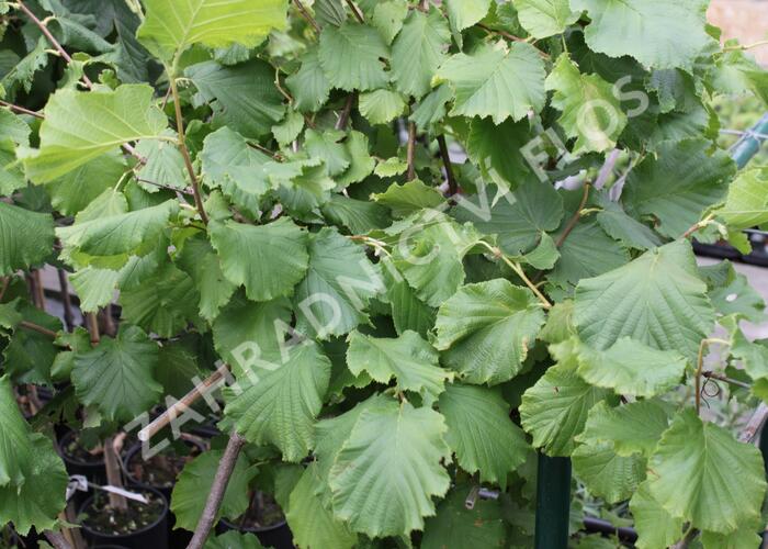 Líska obecná 'Lombardská zelená' - Corylus avellana 'Lombardská zelená'