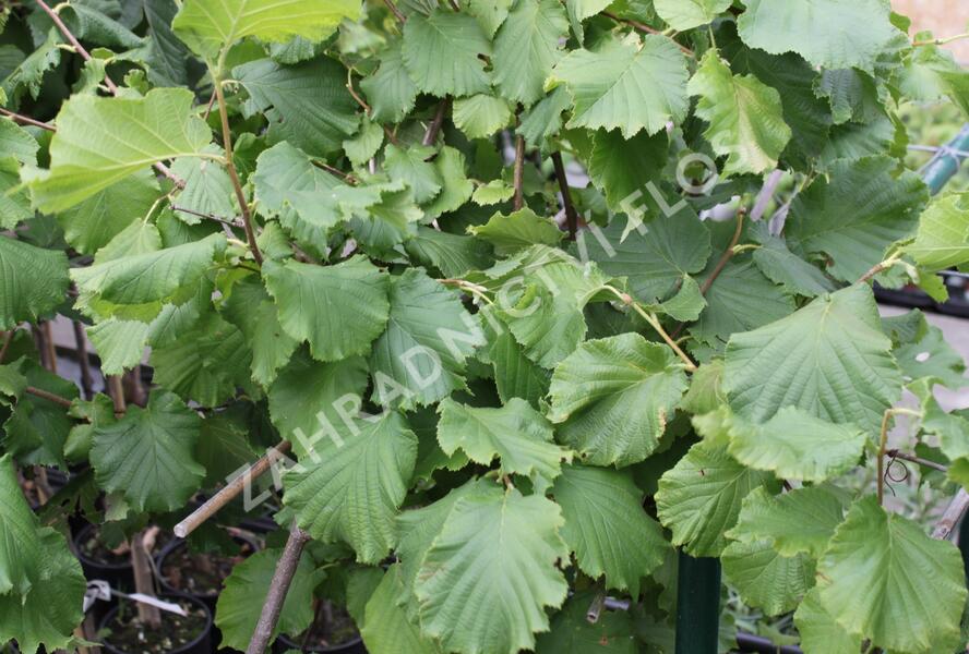 Líska obecná 'Lombardská zelená' - Corylus avellana 'Lombardská zelená'
