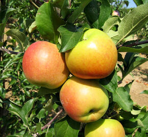 Jabloň zimní 'Fany' - Malus domestica 'Fany'