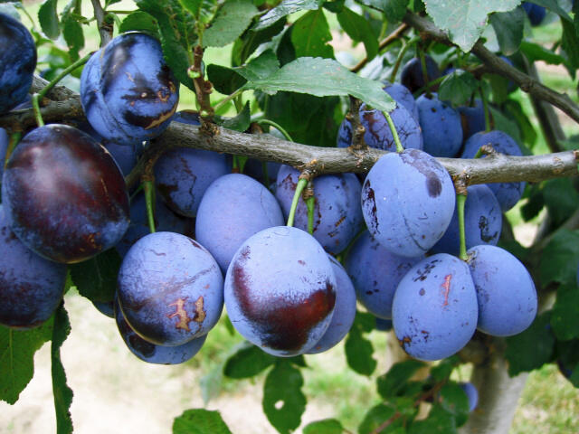 Pološvestka - velmi pozdní 'Elena' - Prunus domestica 'Elena'