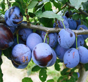 Pološvestka - velmi pozdní 'Elena' - Prunus domestica 'Elena'